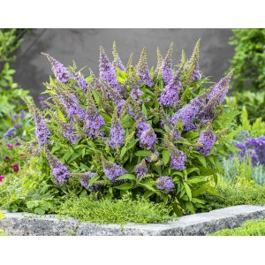 Budleja Dávidova (Buddleja Davidii) ´CANDY LITTLE LILA®´ - výška 20-30 cm, kont. C2.5L